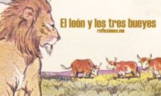 El leon y los tres bueyes